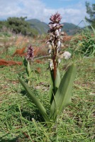 Barlia robertiana