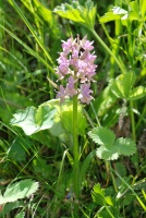 Dactylorhiza romana subsp. georgica