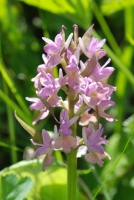 Dactylorhiza romana subsp. georgica