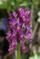 Dactylorhiza romana subsp. georgica