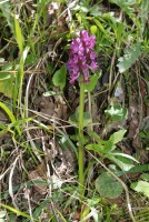 Dactylorhiza romana subsp. georgica