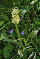 Orchis pallens