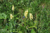 Orchis pallens