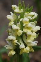 Dactylorhiza romana subsp. georgica