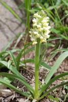 Dactylorhiza romana subsp. georgica
