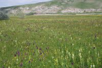 Dactylorhiza umbrosa