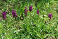 Dactylorhiza romana subsp. georgica