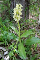 Orchis pallens