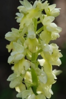 Orchis pallens