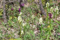 Dactylorhiza romana subsp. georgica