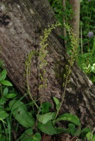 Listera ovata