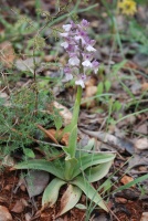 Anacamptis morio subsp. syriaca