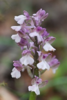 Anacamptis morio subsp. syriaca