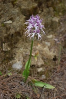 Orchis italica