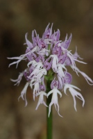 Orchis italica