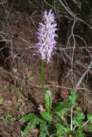 Orchis italica