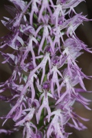 Orchis italica