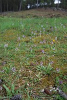 Anacamptis morio subsp. syriaca