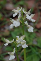 Anacamptis morio subsp. syriaca