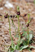 Ophrys mammosa subsp. posteria