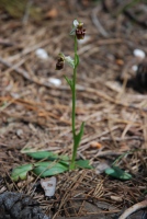 Ophrys oestrifera subsp. bremifera