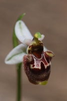 Ophrys oestrifera subsp. bremifera