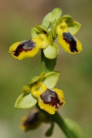 Ophrys lutea subsp. minor