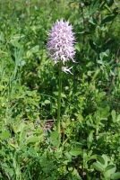 Orchis italica