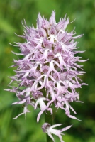 Orchis italica