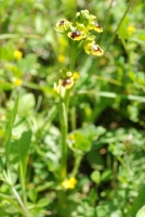 Ophrys lutea subsp. minor