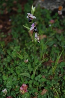 Ophrys straussii