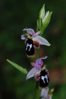 Ophrys straussii