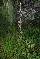 Ophrys straussii