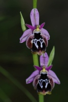 Ophrys straussii