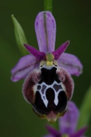 Ophrys straussii