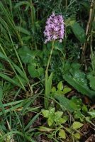 Anacamptis pyramidalis