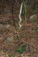 Spiranthes spiralis