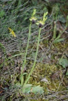 Ophrys fusca