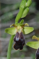 Ophrys fusca