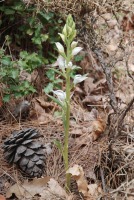 Cephalanthera epipactoides