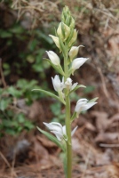 Cephalanthera epipactoides