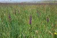 Anacamptis palustris subsp. dielsiana