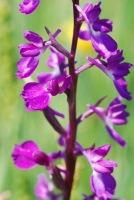 Anacamptis palustris subsp. dielsiana