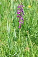 Anacamptis palustris subsp. dielsiana