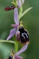 Ophrys konyana