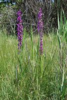 Anacamptis palustris