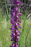 Anacamptis palustris