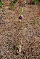 Ophrys amanensis