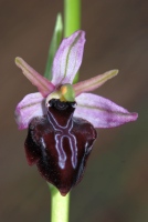 Ophrys amanensis