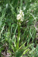 Dactylorhiza romana subsp. georgica